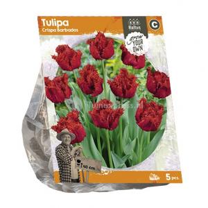 Baltus Tulipa Crispa Barbados tulpen bloembollen per 5 stuks